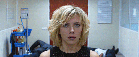 lucy cat movies lucy cat movies