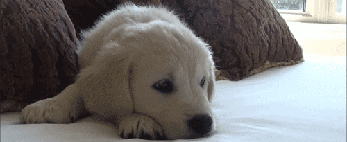 Golden Retriever Puppy GIF - Find & Share on GIPHY
