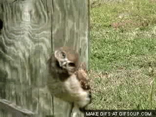Image result for confused owl gif