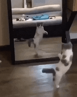 Smol catto and mirror in cat gifs