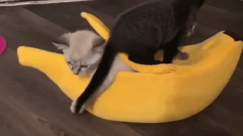 バナナ猫 gif