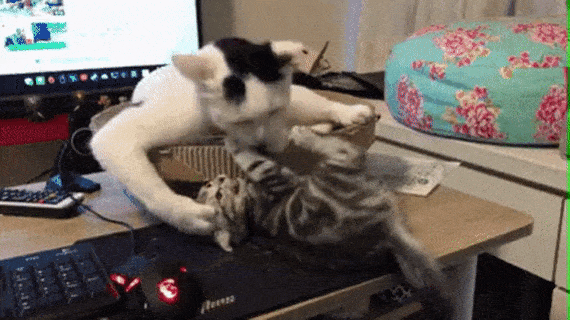 No fuk given in cat gifs