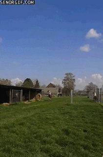 Cheezburger bouncing llamas