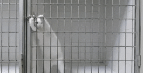  cat jail escapes GIF