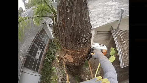 cut down a tree