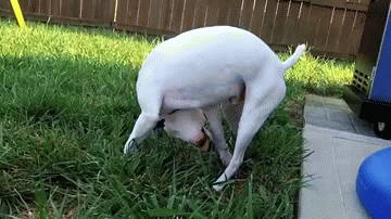 https://media.giphy.com/media/sppBBwNnGbC7e/giphy.gif