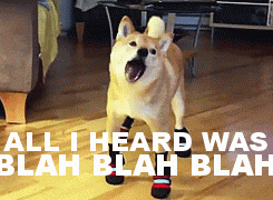 The Funniest Dog GIFs to Hit the Internet - News