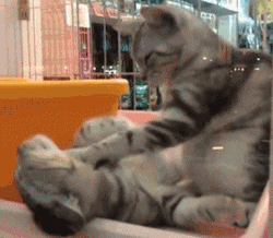 Cat Massage GIF - Find & Share on GIPHY