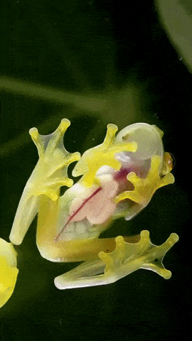 A glass frog in wow gifs