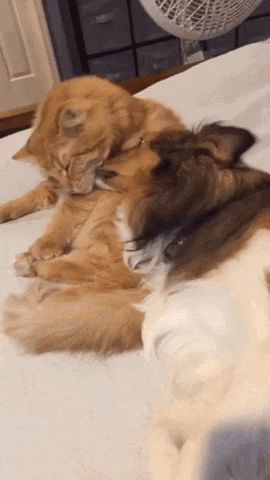 Catto loves his dog in cat gifs