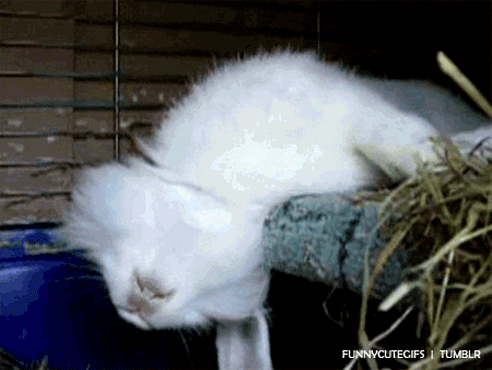  animals white shocked rabbit sleeping GIF