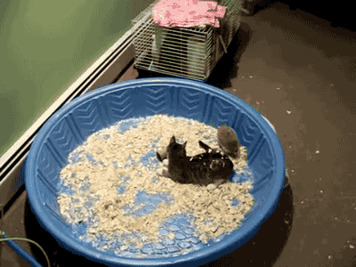 giphy.gif