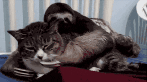 giphy.gif