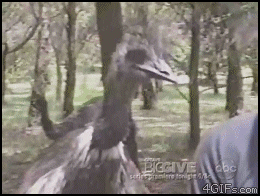 giphy.gif