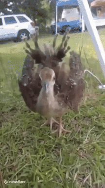 Peacock baby in funny gifs