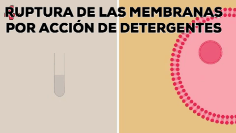 Extracción De Adn GIF - Find & Share on GIPHY