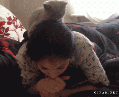 Cat Kitten GIF - Find & Share on GIPHY