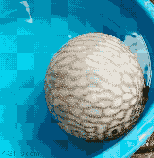 Fish Deflating GIF - Find & Share on GIPHY