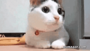 Image result for confused cat gif