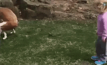 giphy-downsized-large.gif