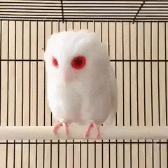 interesting owl albino