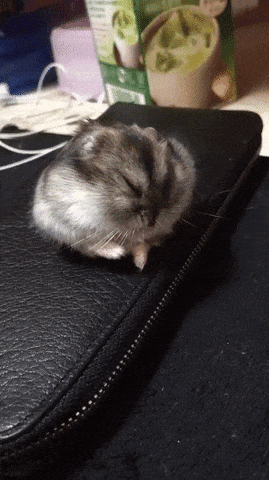 Hampster GIFs - Find & Share on GIPHY