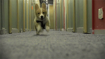 dog running puppy playing corgi