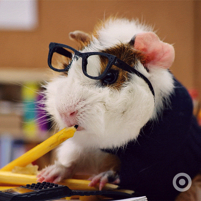 A guinea pig in glasses looks up from where he holds his pencil.