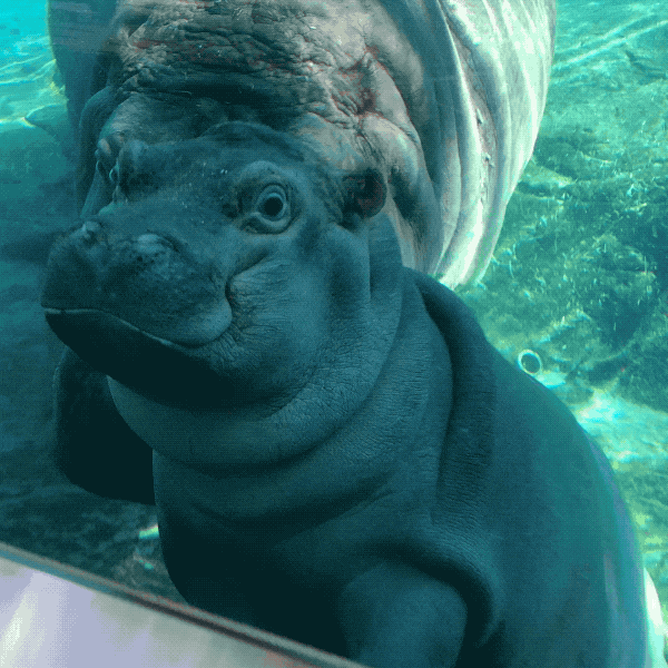 Hippo GIFs - Find & Share on GIPHY