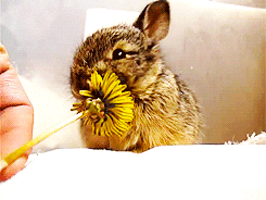 eating hungry animals rabbit flower