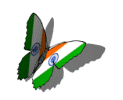 Indian butterfly