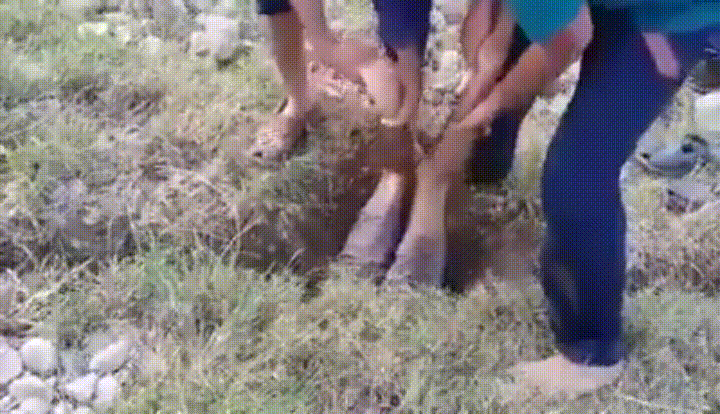 Goat GIF