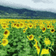 Соняшники люблять українське тепле й сонячне літо 🌻