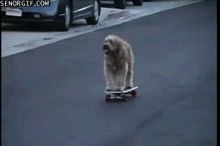 Dog Walking GIF - Find & Share on GIPHY