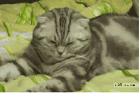 sleepy cat animated GIF
