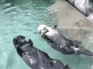 otters holding hands when sleeping