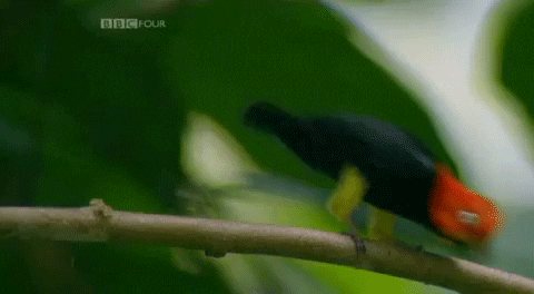 https://media.giphy.com/media/tVVPzG4fSu8yk/giphy.gif