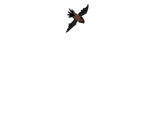 Birds Flying GIF - Find & Share on GIPHY