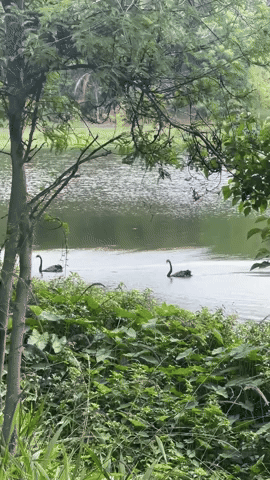 parque da aclimação