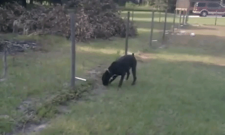 Pee On Electric Fence in funny gifs