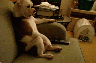 Couch GIF - Find & Share on GIPHY