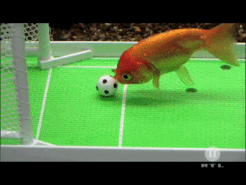 Image result for animals playing football gif