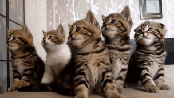 Cat Kitty GIF - Find & Share on GIPHY