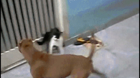 Dogs and a Cat, See Who is Winning