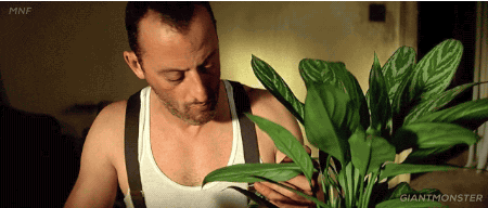 לאון (ז'אן רנו) מטפח את צמח הבית שלו, אגלונמה סילבר למקרה שתהיתם (1994)