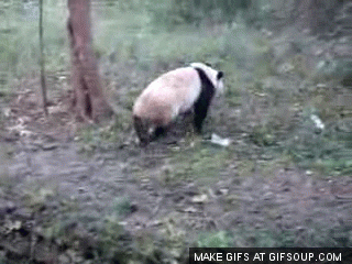 Panda GIF - Find & Share on GIPHY