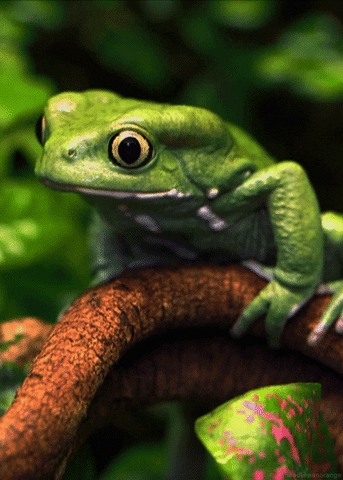 Waxy Monkey Frog GIFs - Find & Share on GIPHY