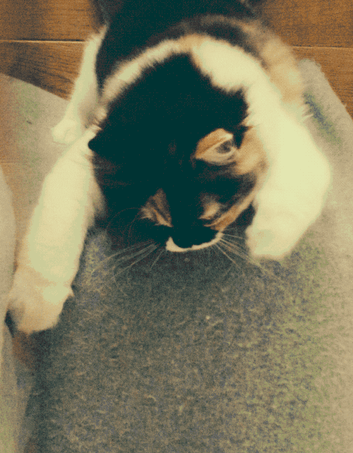 Cat Wiggle GIF Find & Share on GIPHY