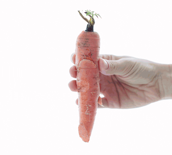 Carrots GIF Find & Share on GIPHY
