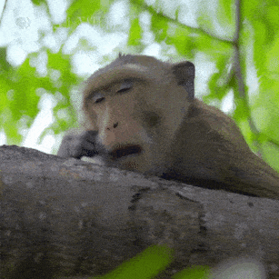 A GIF of a monkey yawning and rubbing its head